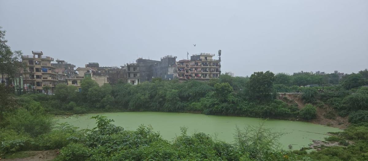 Village pond surrounded by vegetation before rejuvenation